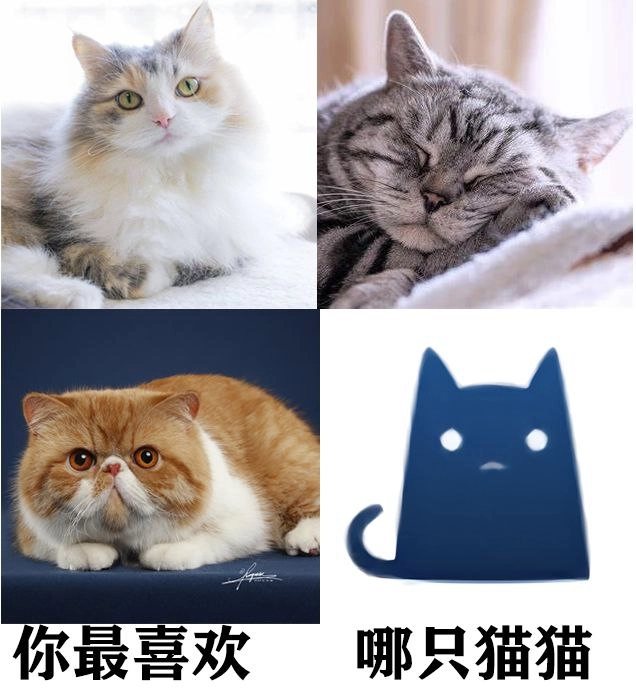 波斯猫