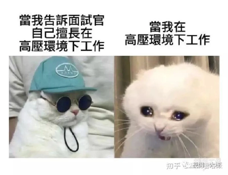 西雅图猫