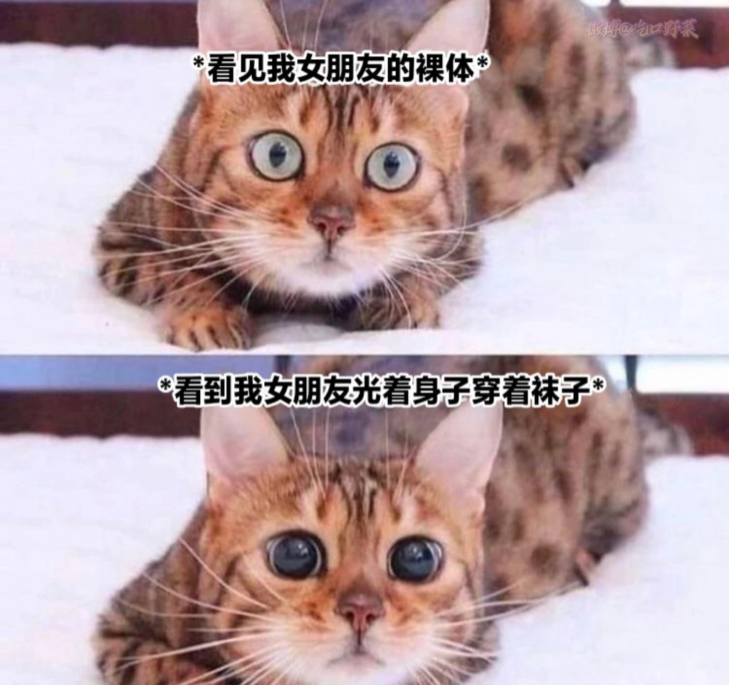 埃及猫