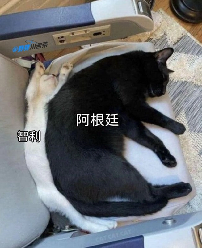 老鼠