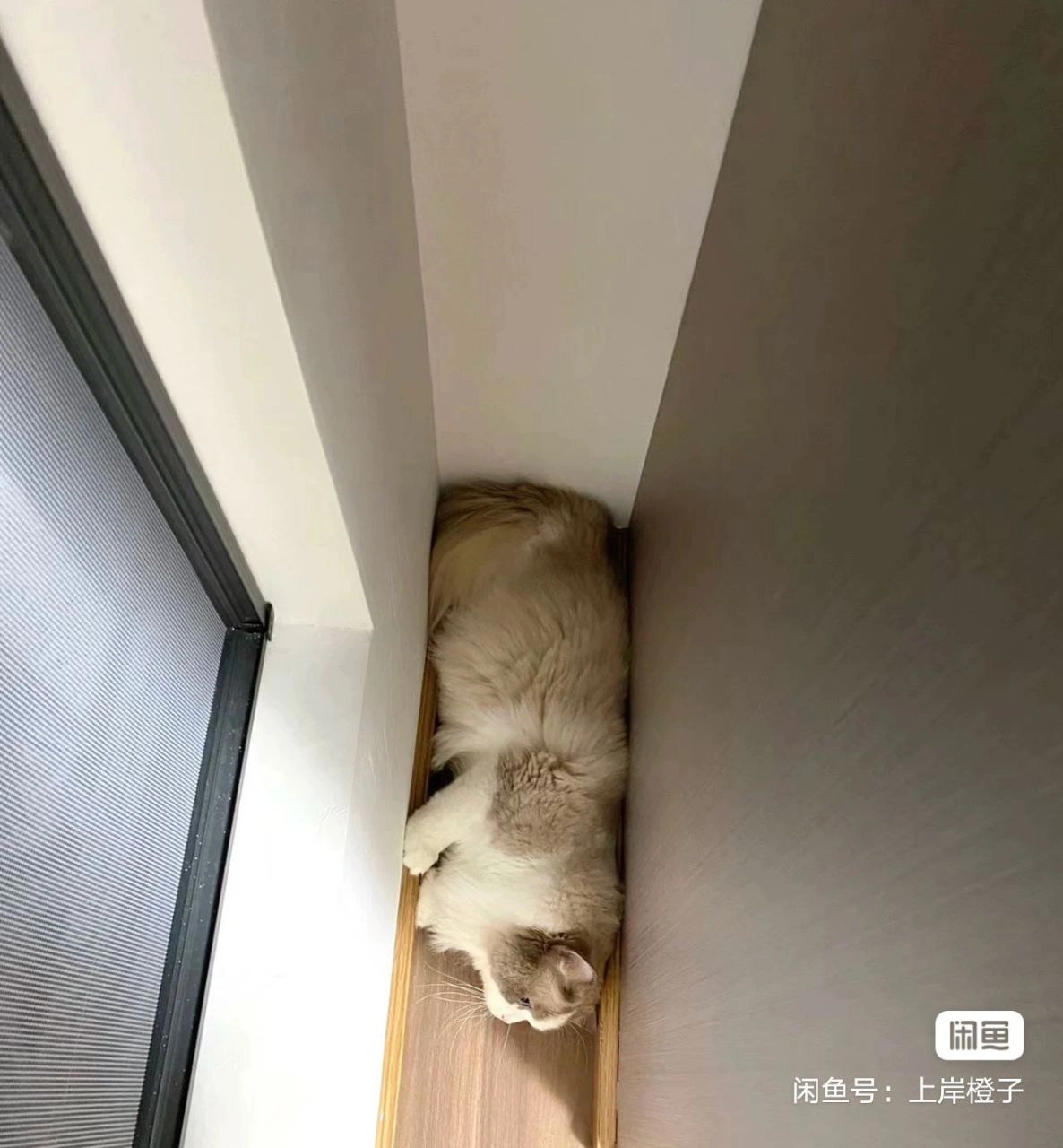 躲猫猫