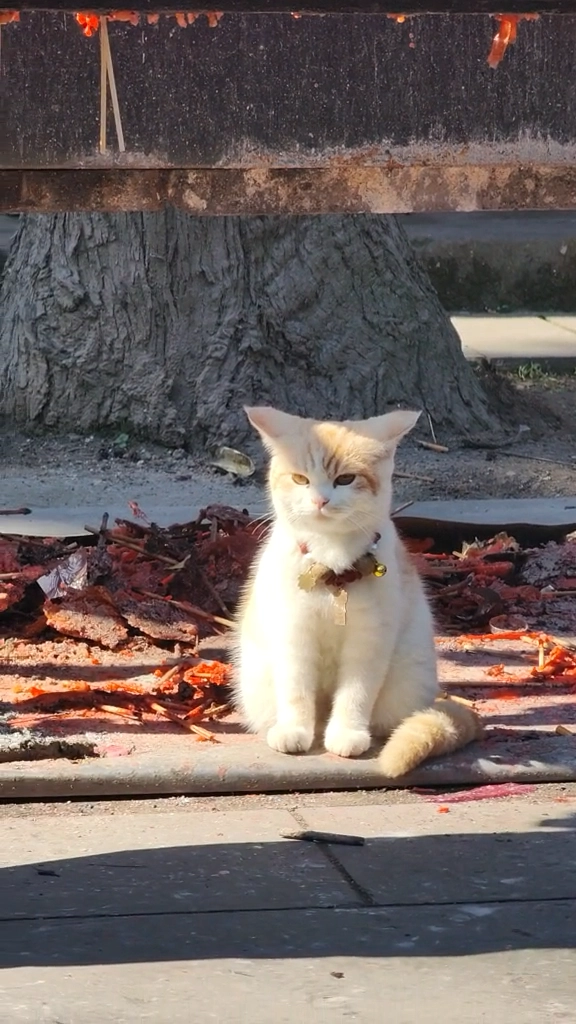 寺院的猫