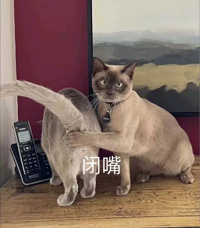 西雅图猫