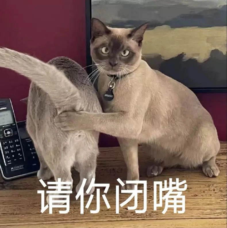 西雅图猫