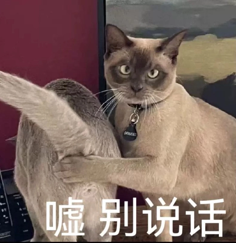 西雅图猫