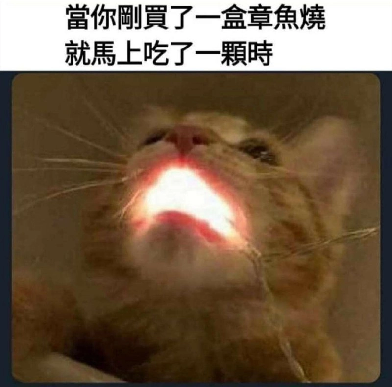 波斯猫