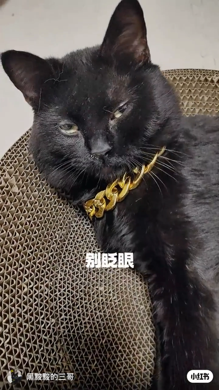 如何给猫咪喂药