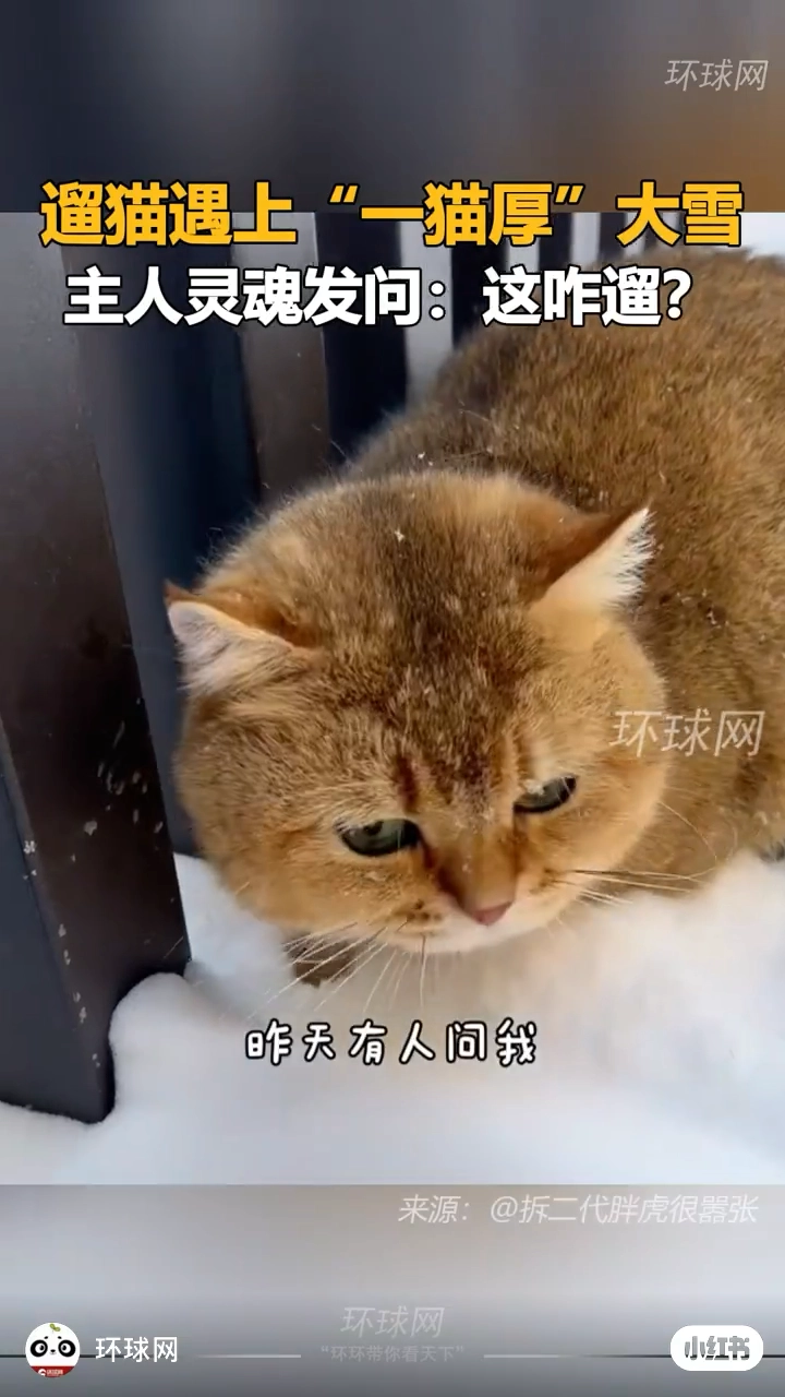 雪天不溜猫