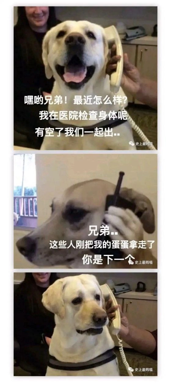 拉布拉多退役者