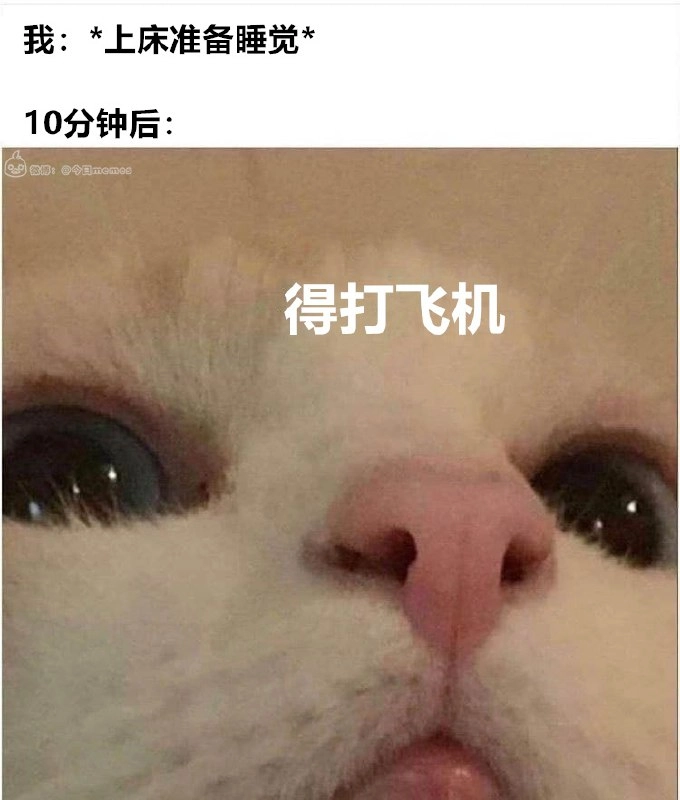 波斯猫