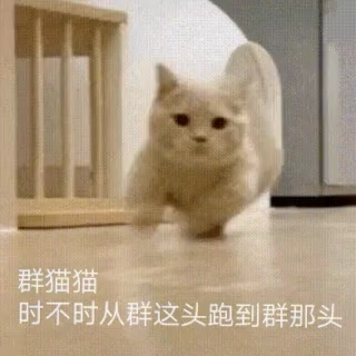 飞驰猫生