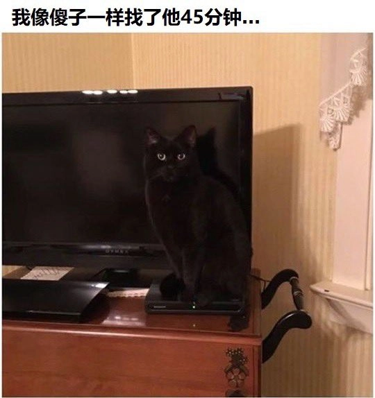 黑猫