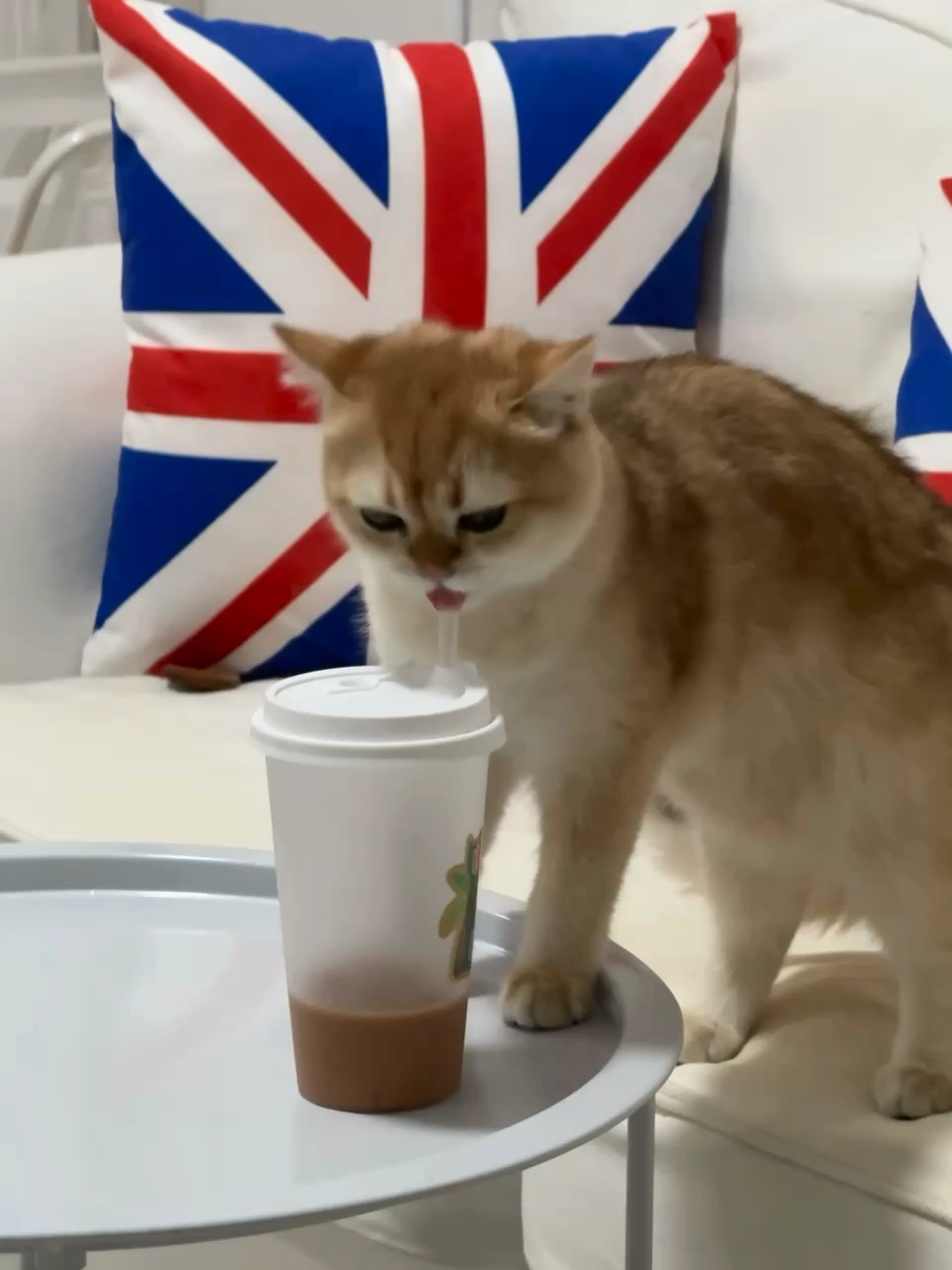 奶茶猫猫