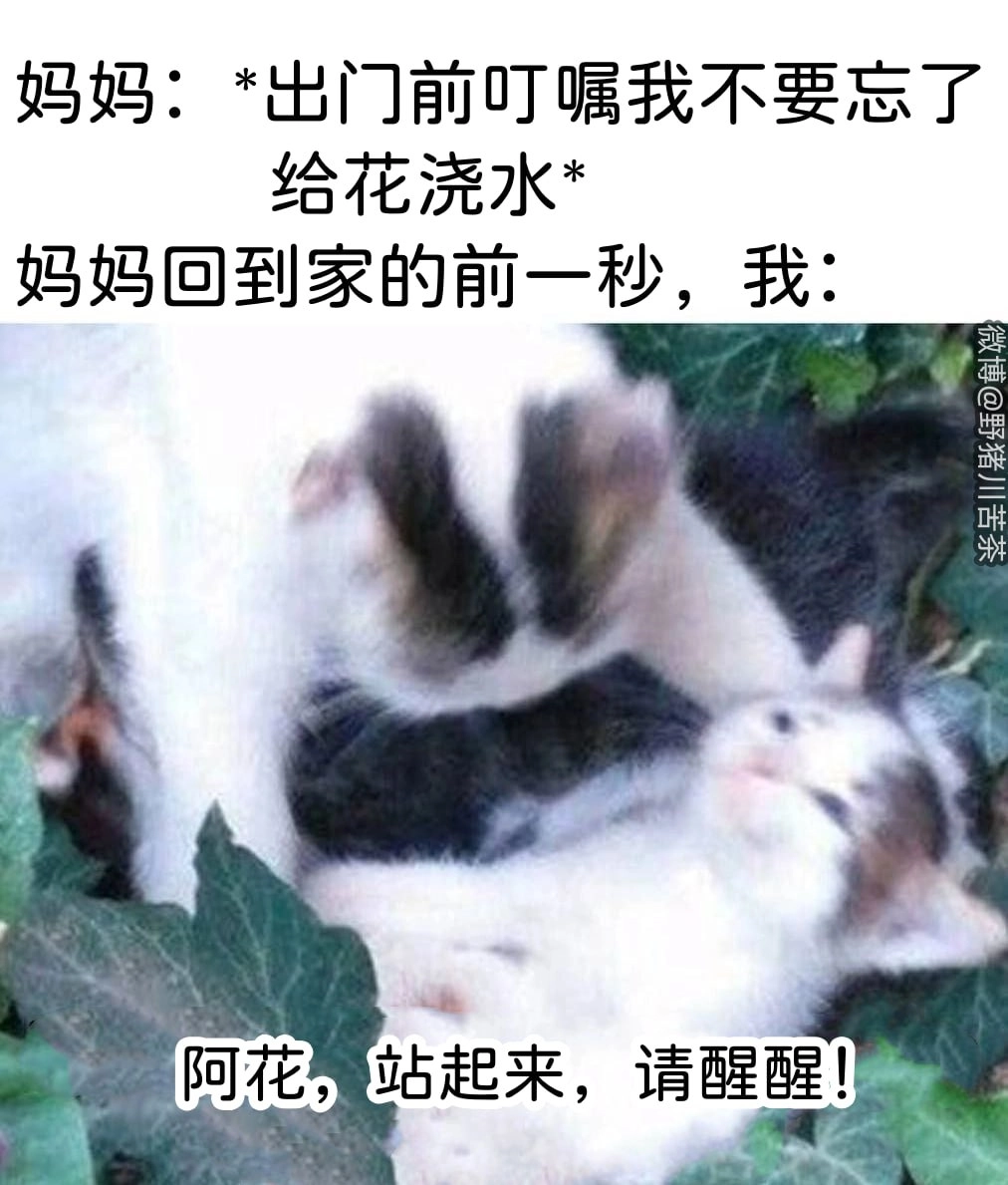 狗狗