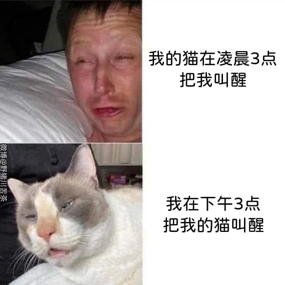 西雅图猫