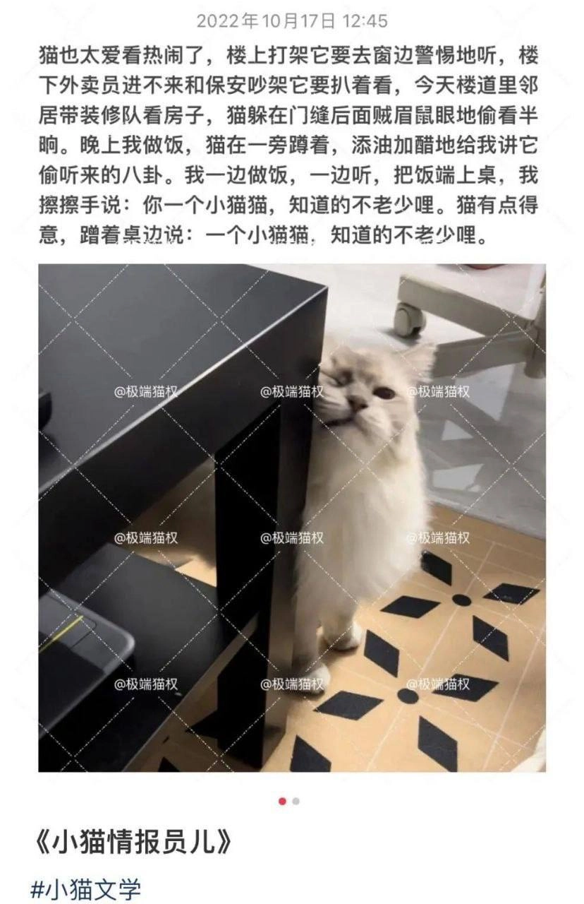 波斯猫