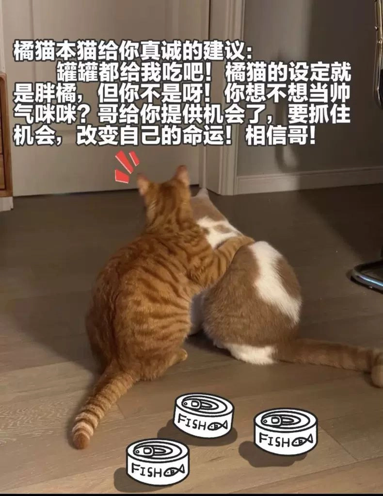 老虎猫