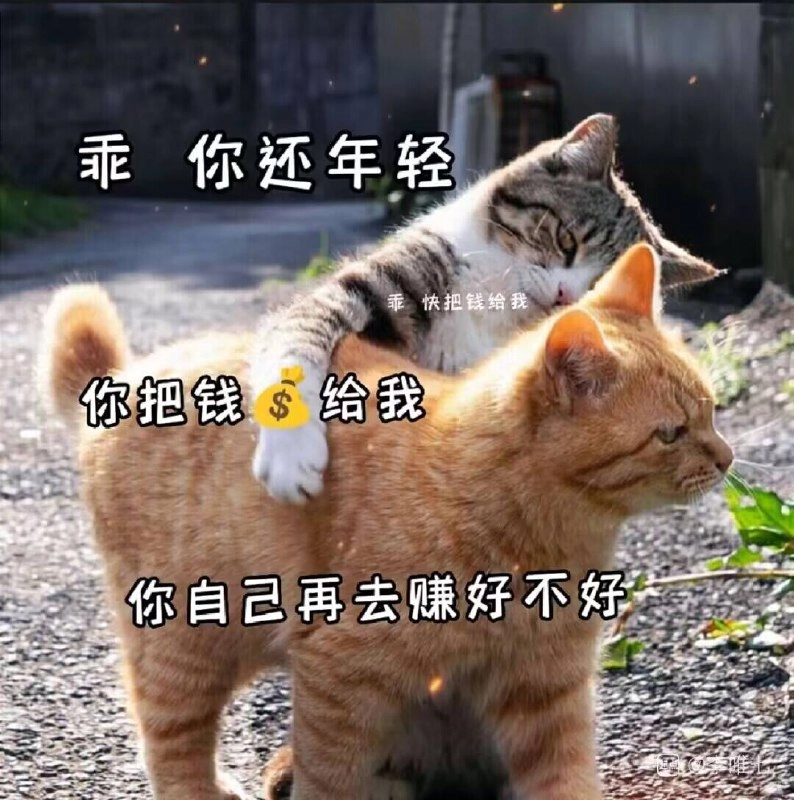 老虎猫