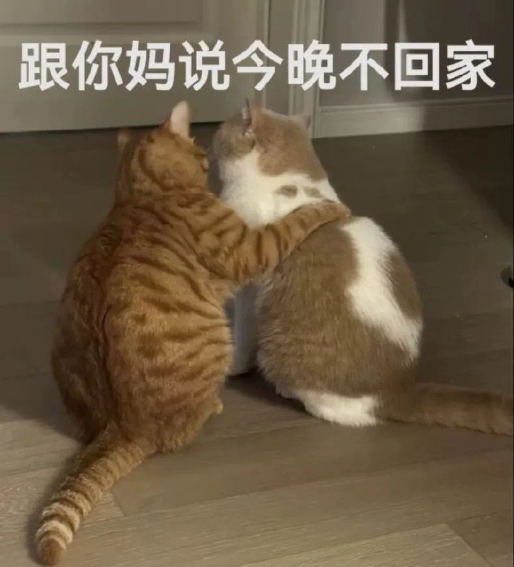 老虎猫