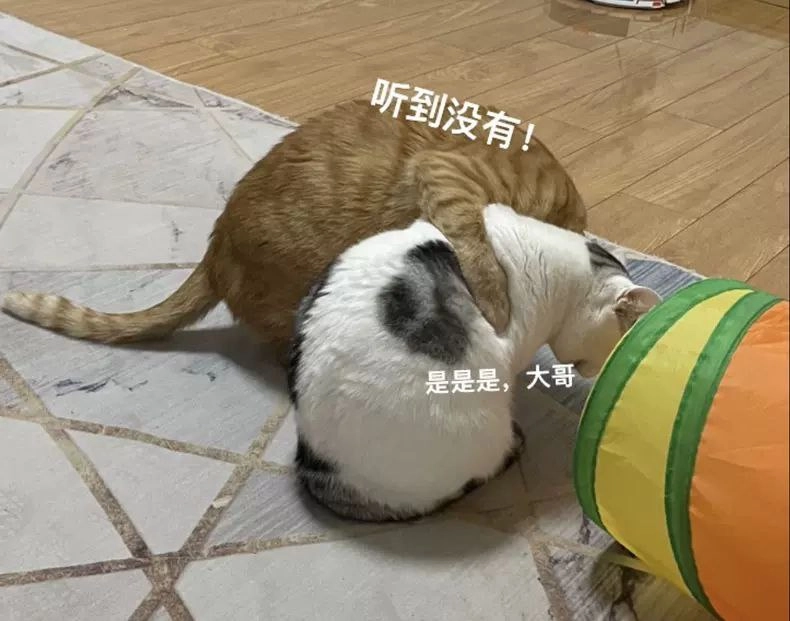 老虎猫