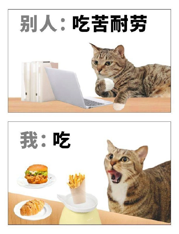 老虎猫