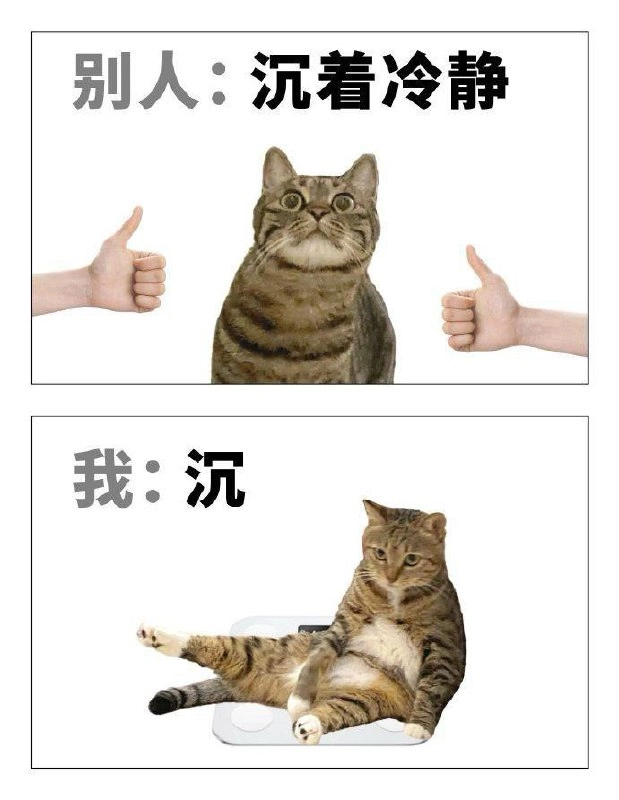 老虎猫