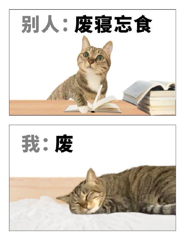 老虎猫