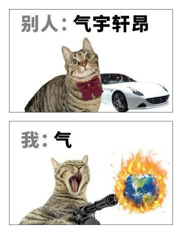 老虎猫