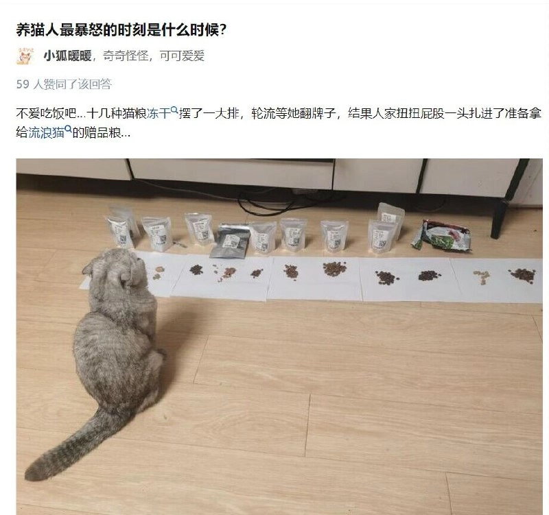 埃及猫