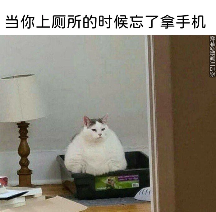 西雅图猫