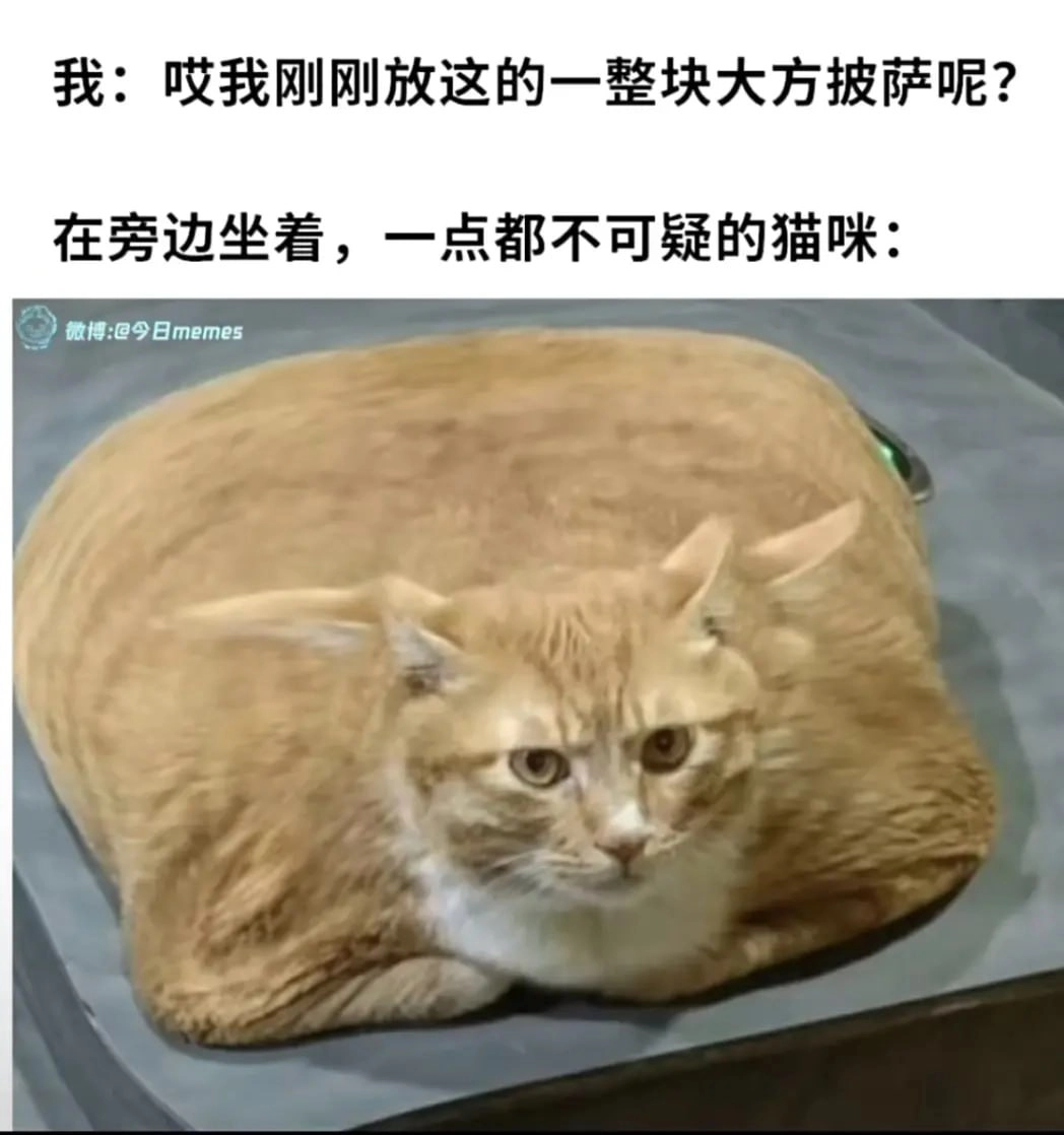 老虎猫