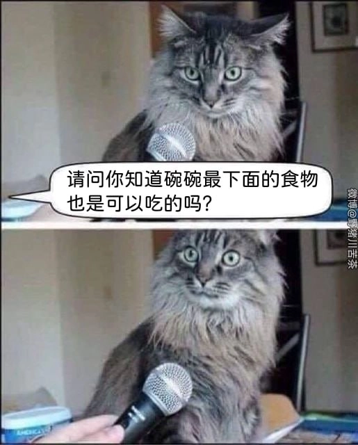 波斯猫