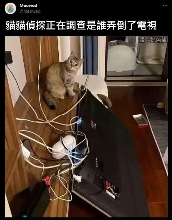 网站