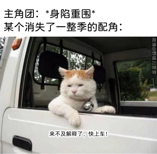 波斯猫