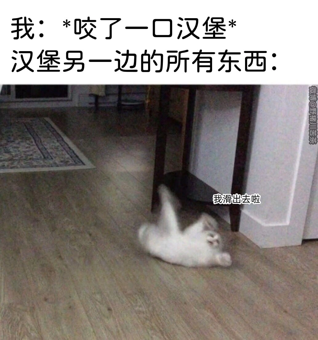 波斯猫