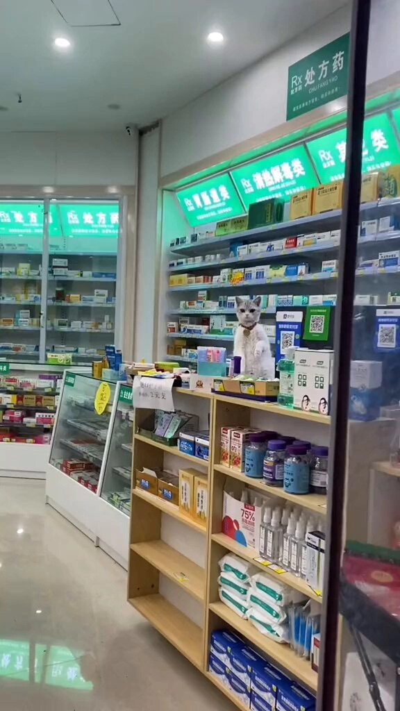 药店打工猫