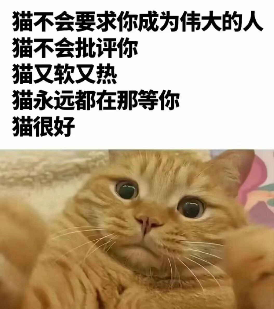 波斯猫