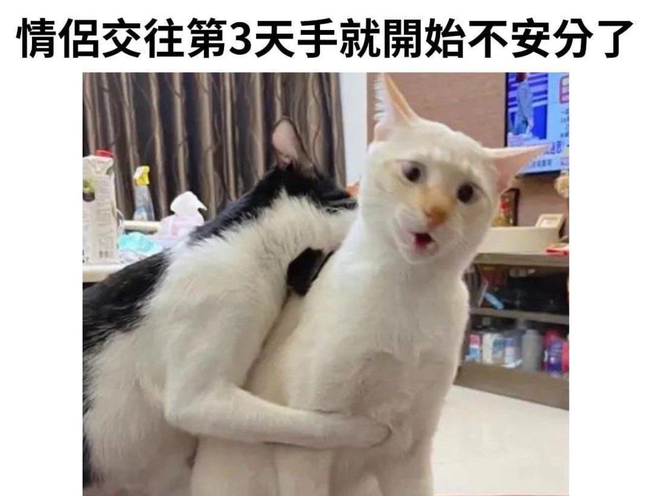 埃及猫