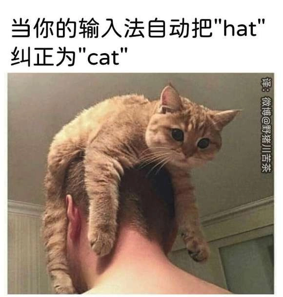 埃及猫