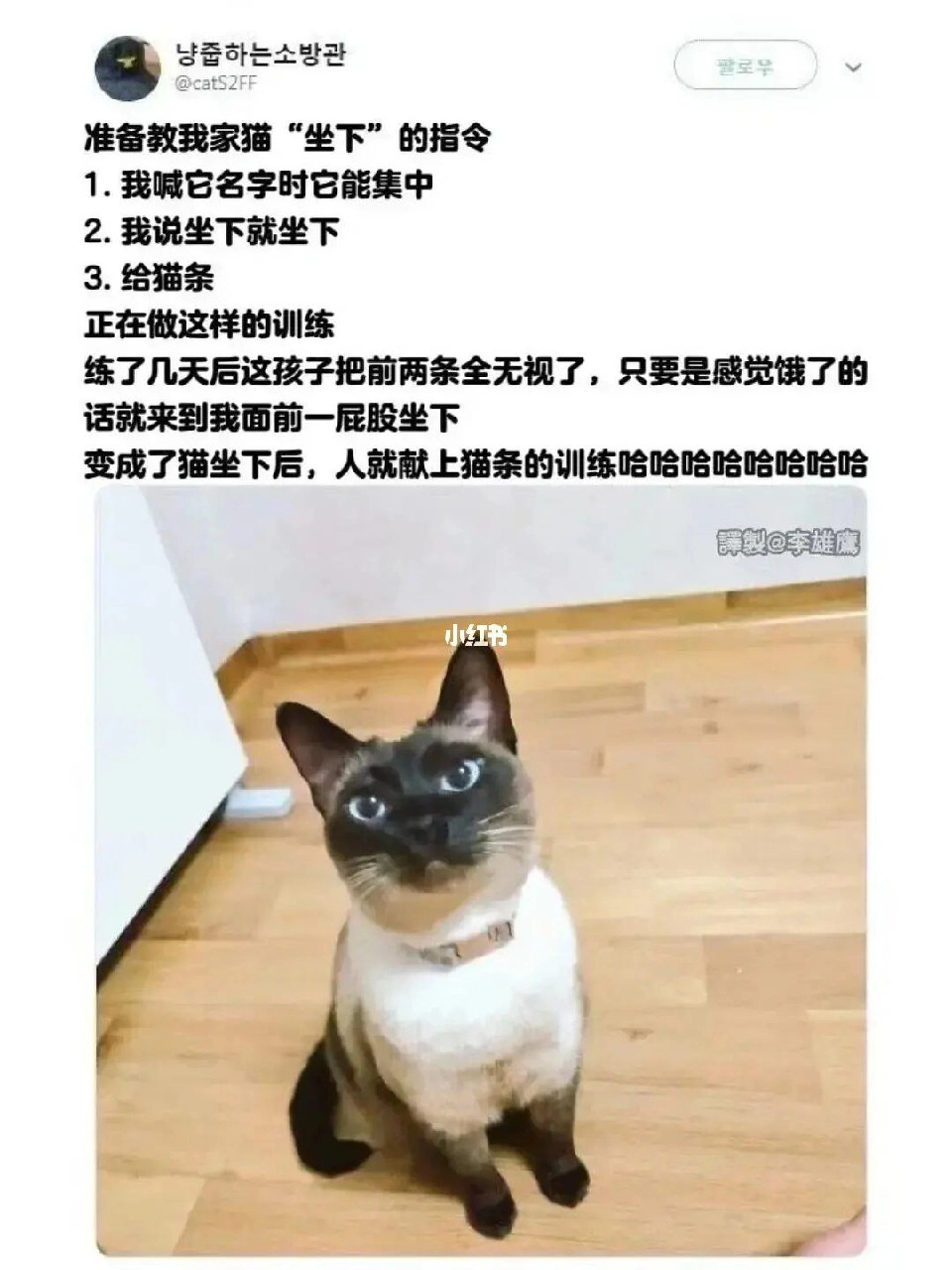 西雅图猫