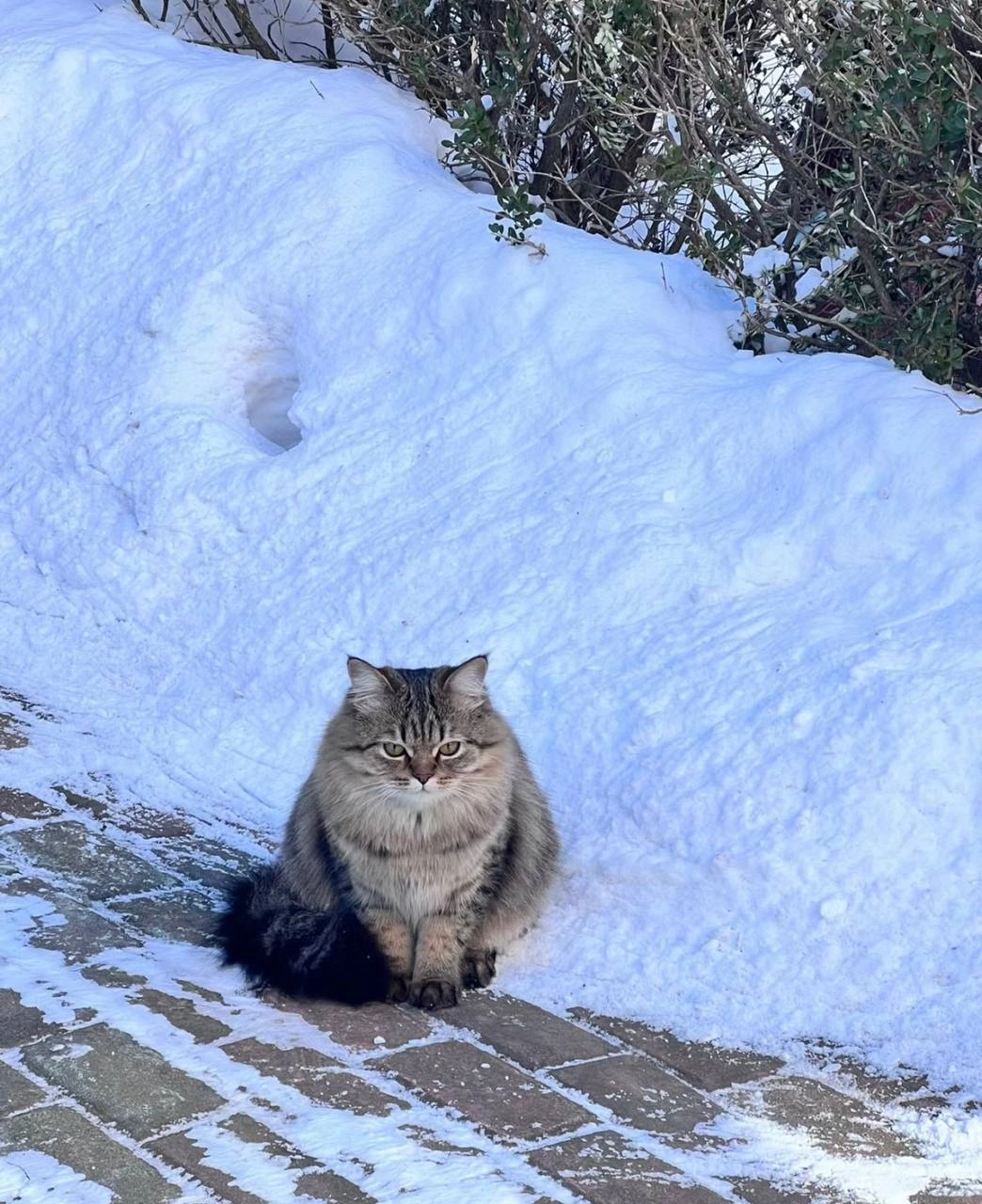 老虎猫