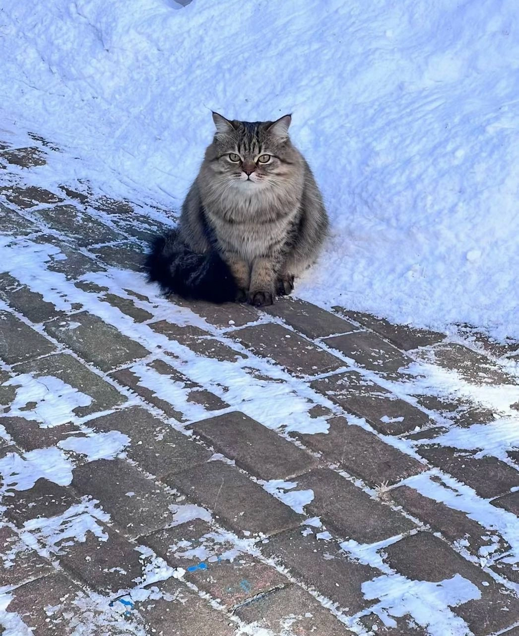 老虎猫