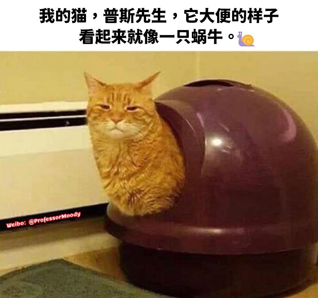 老虎猫