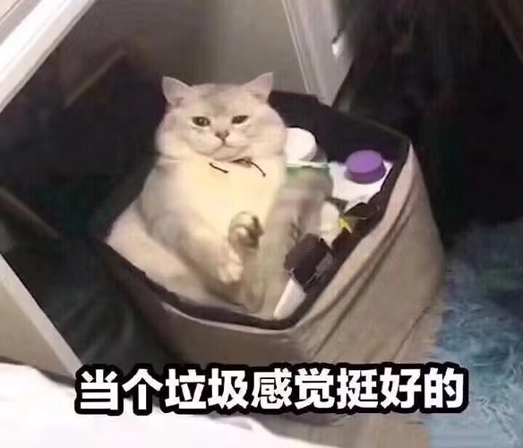 波斯猫