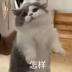 波斯猫