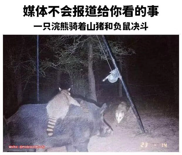 马达加斯加猫