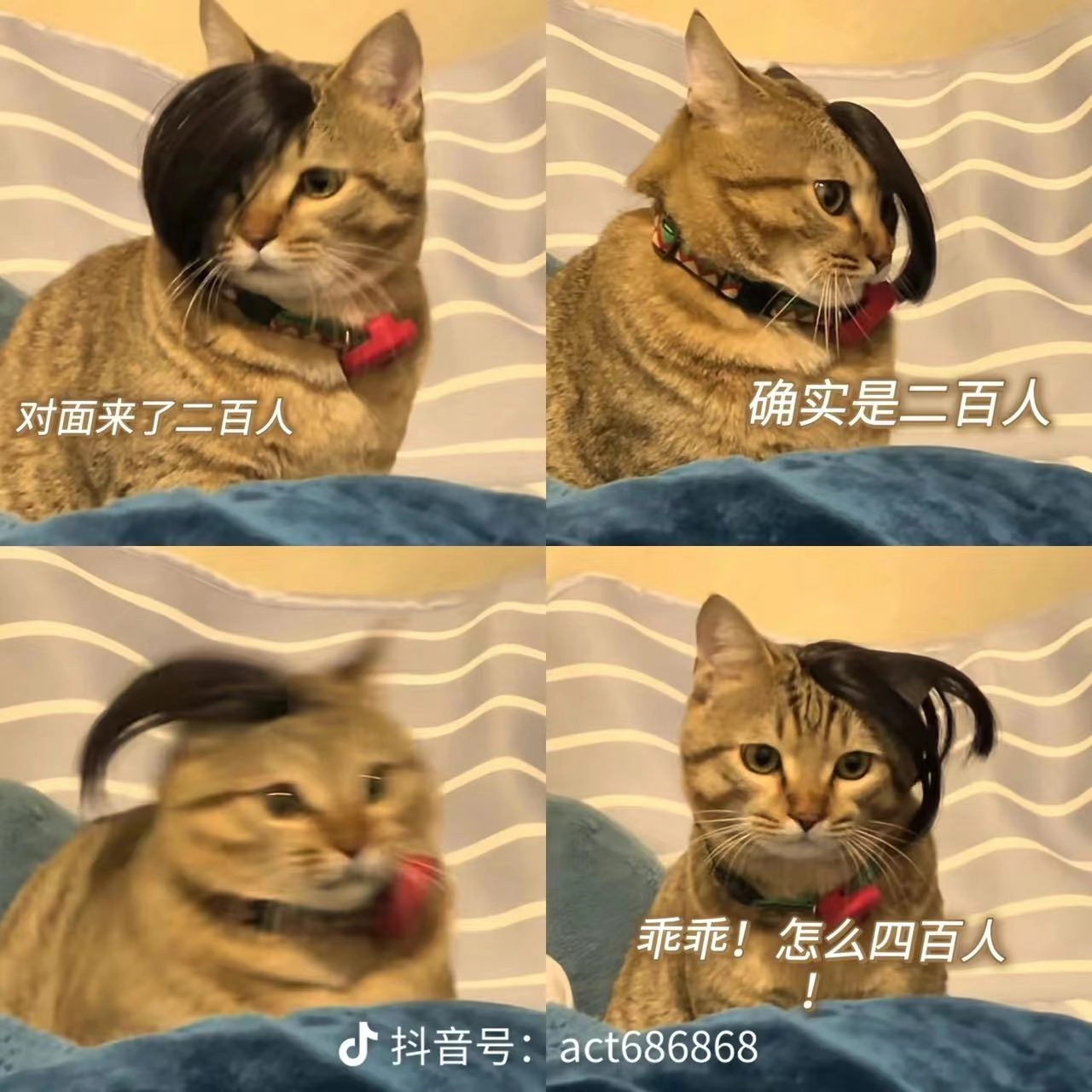 埃及猫