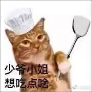 埃及猫