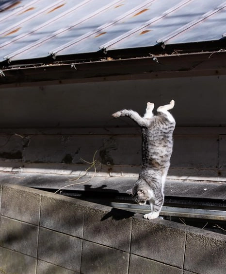 埃及猫