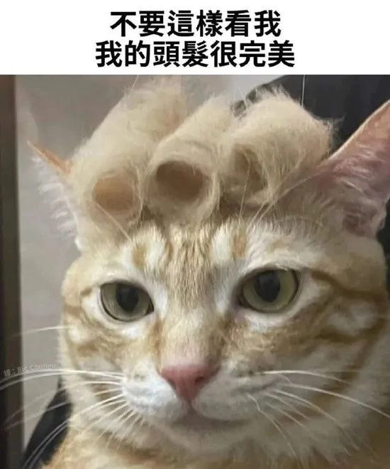 埃及猫